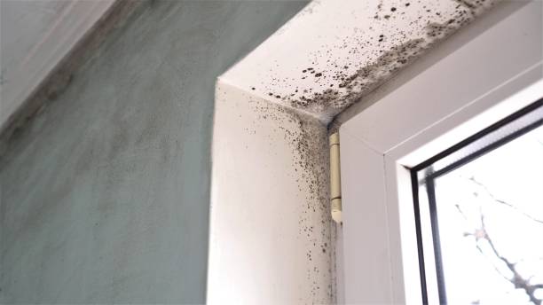 Best Residential Mold Removal  in Wendell, NC