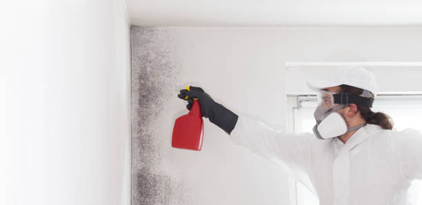 Best Professional Mold Removal  in Wendell, NC