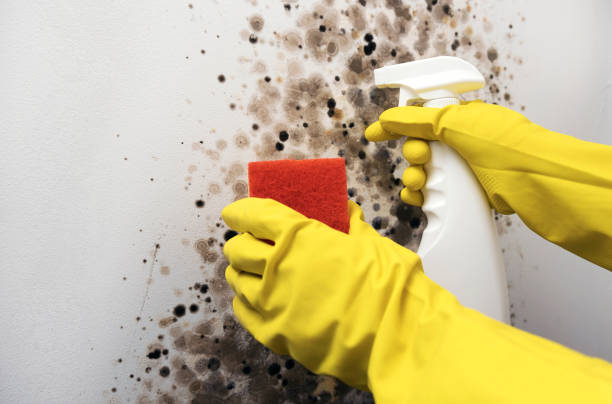 Best Mold Removal Specialists  in Wendell, NC