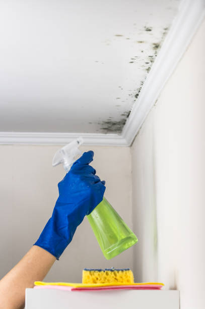 Mold Removal and Inspection in Wendell, NC